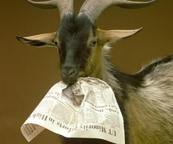 Goat Eating Newspaper