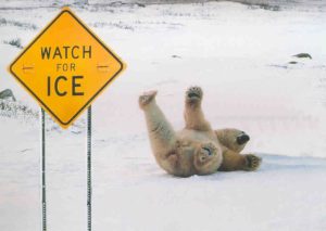 Polar-Bear-Falling