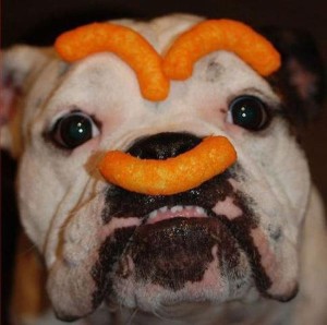 Dog-Eating-Cheetos