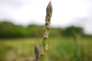 Single asparagus stalk