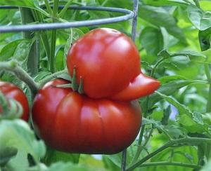 Tomato looks like a duck
