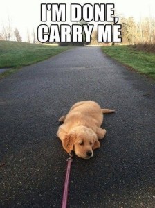 Dog tired, carry me