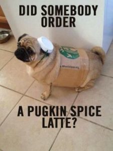 Pumpkin-Spice-Latte-Dog