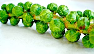 brussels-sprout-stalk