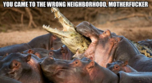 Hippo-Crocodile-Motherfucker