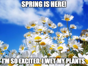 Spring_Plants