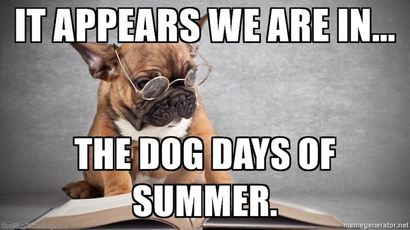 dog days of summer