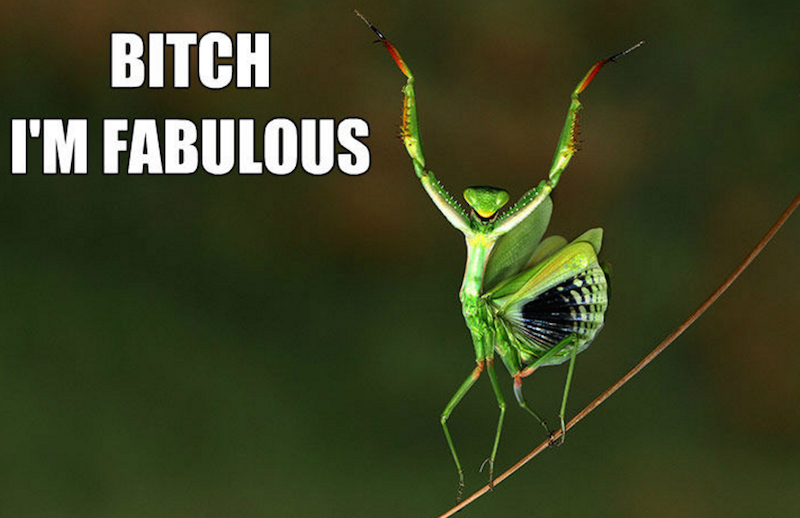 fabulous-praying-mantis