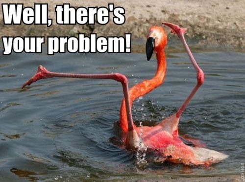awkward flamingo