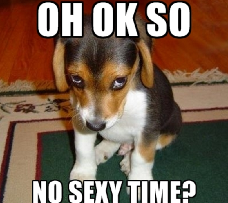 no sexy time puppy