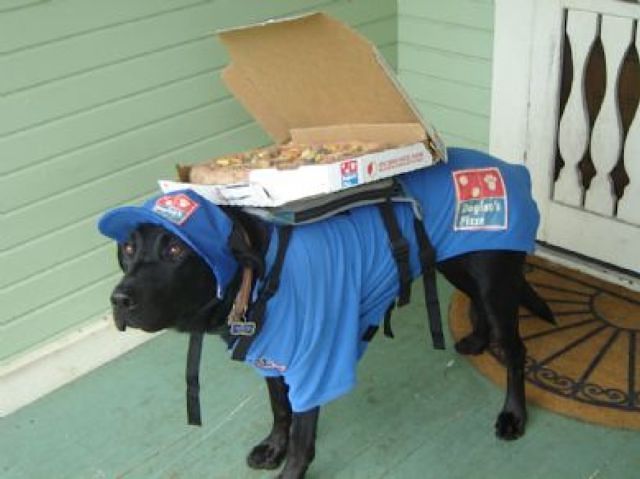 delivery-dog