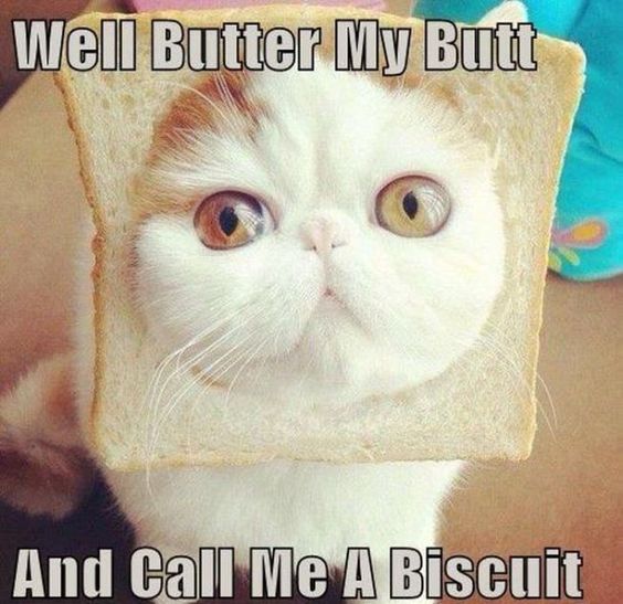 butter butt cat