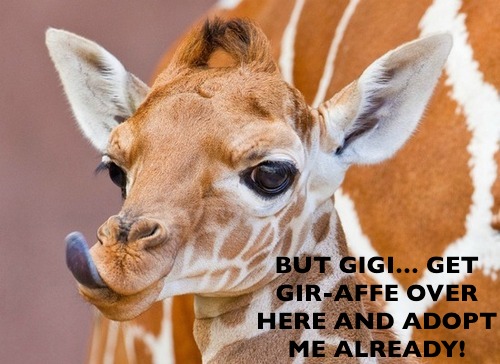 baby-giraffe
