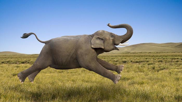 elephant_running