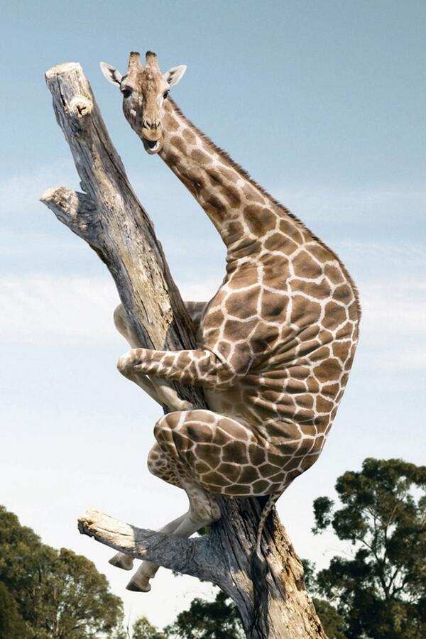 giraffe hugging tree