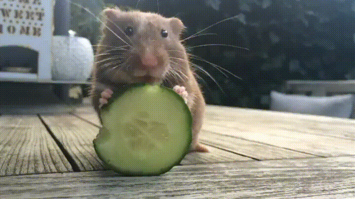 hamster eating cucumber