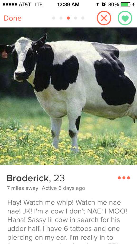 cow tinder profile