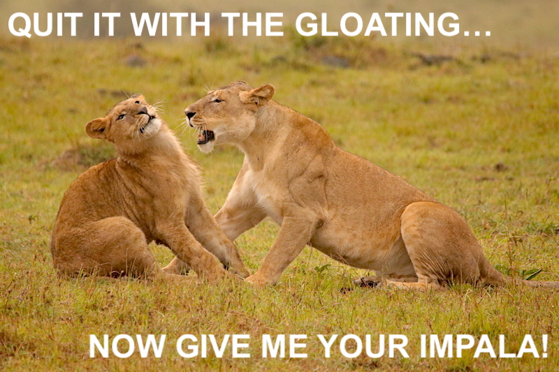LIONS AFRICA YELLING AT EACH OTHER