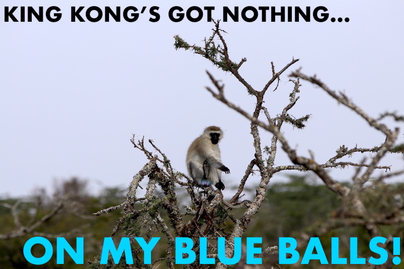 black face blue ball monkey africa