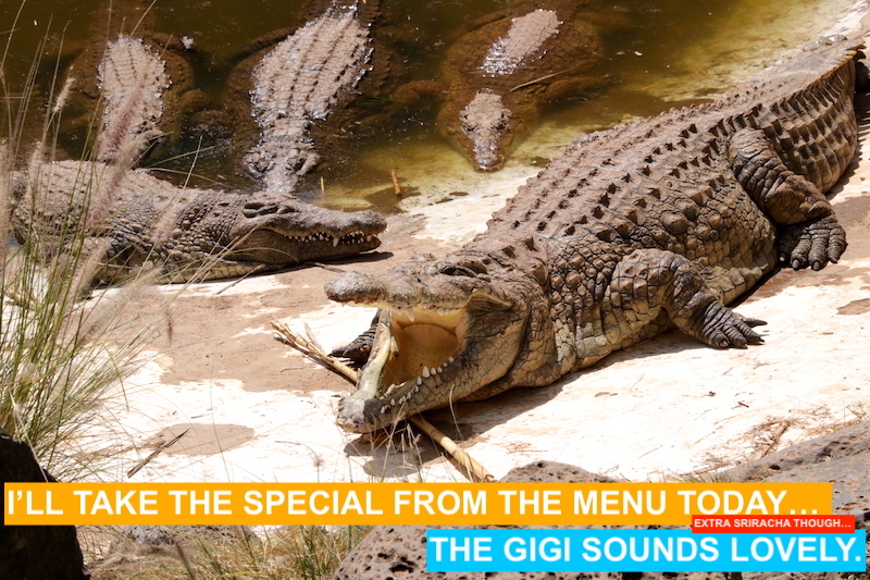 crocodiles hungry for gigi eats celebrities
