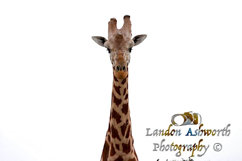 landon ashworth giraffe photography africa