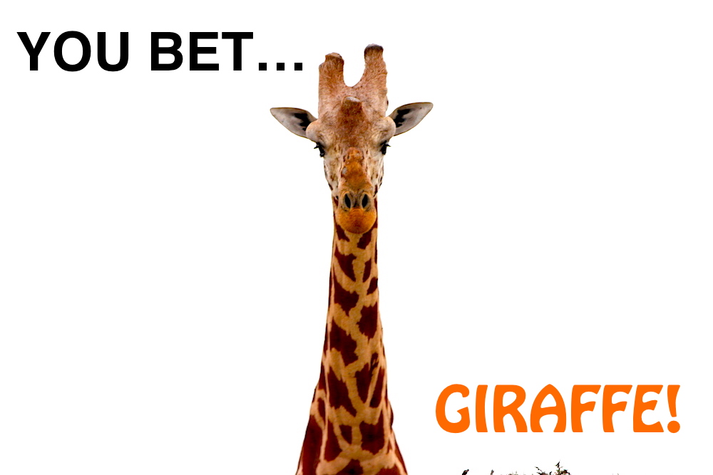 You Bet Giraffe
