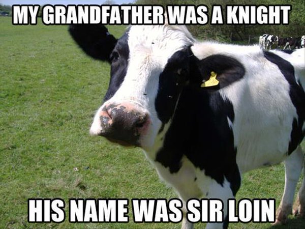 my-grandfather-was-knight-sir-loin-cow