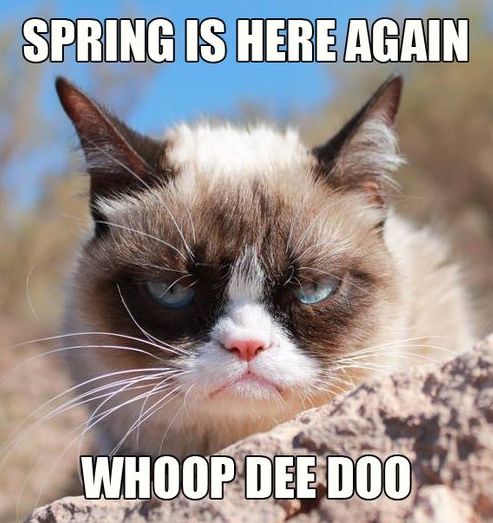 grumpy cat spring time