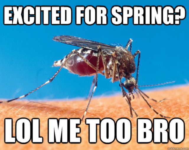 mosquito-spring