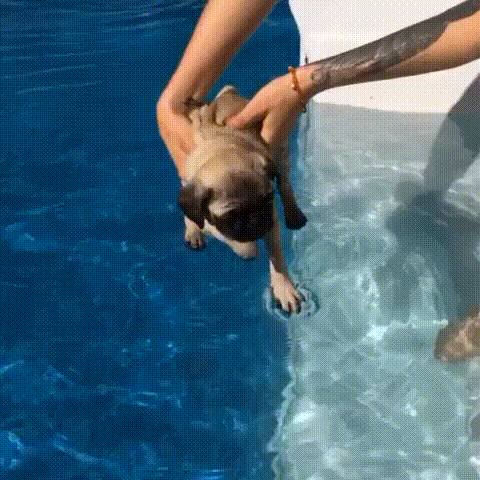 dog dipping feet in pool
