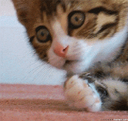 funny-gifs-cat-covers-mouth