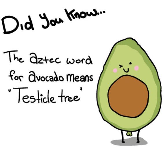 avocado-testicle-tree