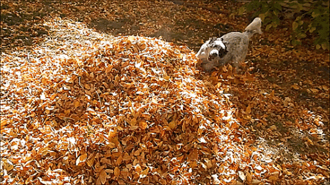 dog-playing-leaves