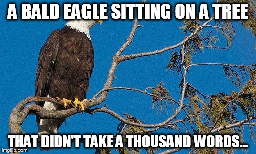bald eagle 1000 words