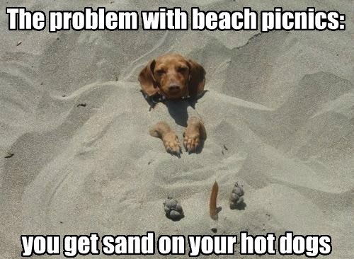 dog in sand1