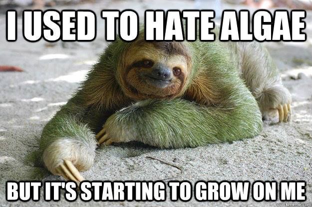 green sloth