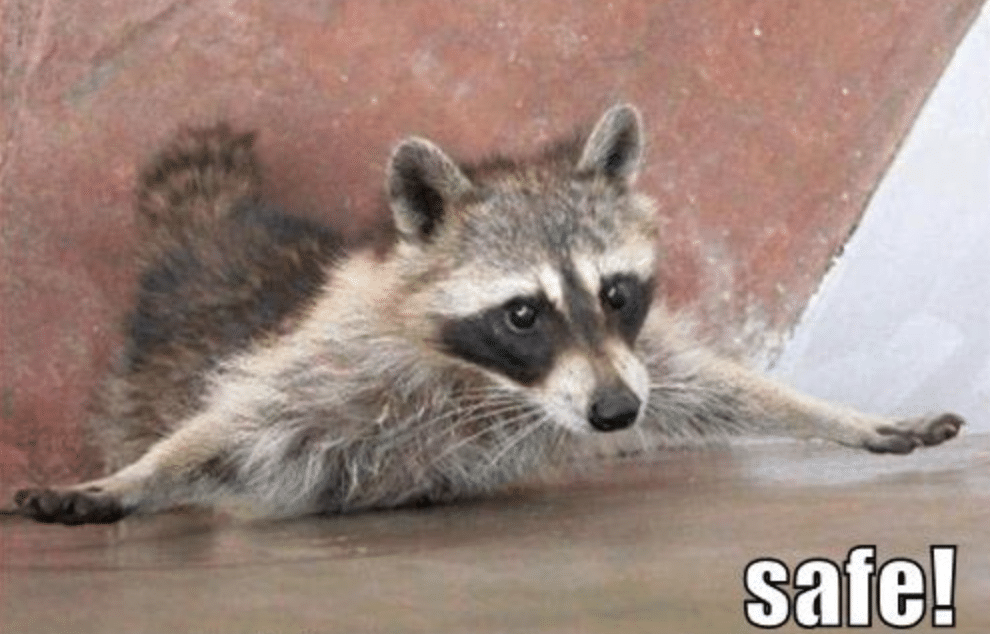 safe raccoon 