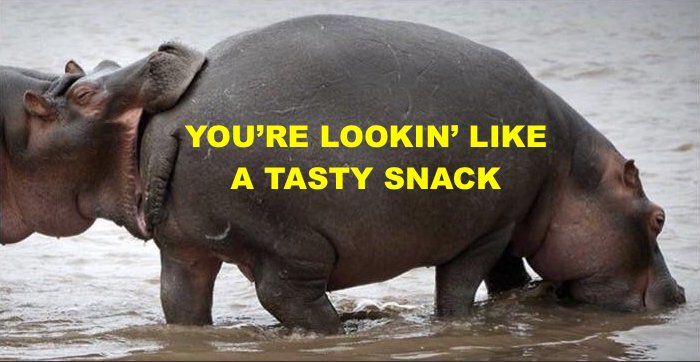 TASTY SNACK HIPPOS MEME