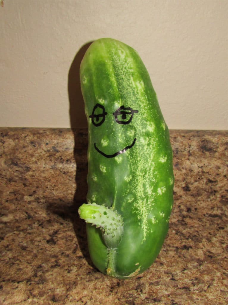 cucumber with penis