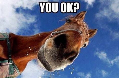 you okay horse